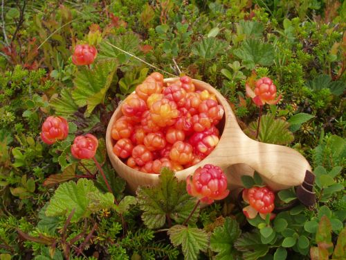 Markens grøde Markens grøde