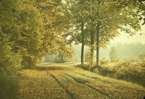 På gjengrodde stier På gjengrodde stier